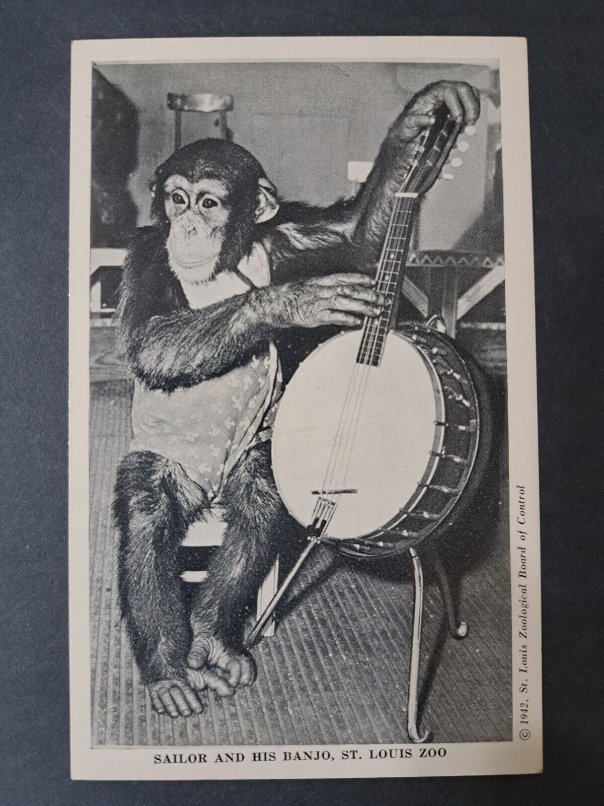 Postcard Sailor with Banjo St Louis Zoo 1942 Chimpanzees 