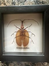 REAL Mormolyce Phyllodes - Violin Guitar Beetle - Mounted & Framed - Taxidermy picture