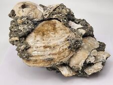 Ruck's Pit Calcite Clam Fossils- Mercenaria permagna - Ft Drum, Florida  picture