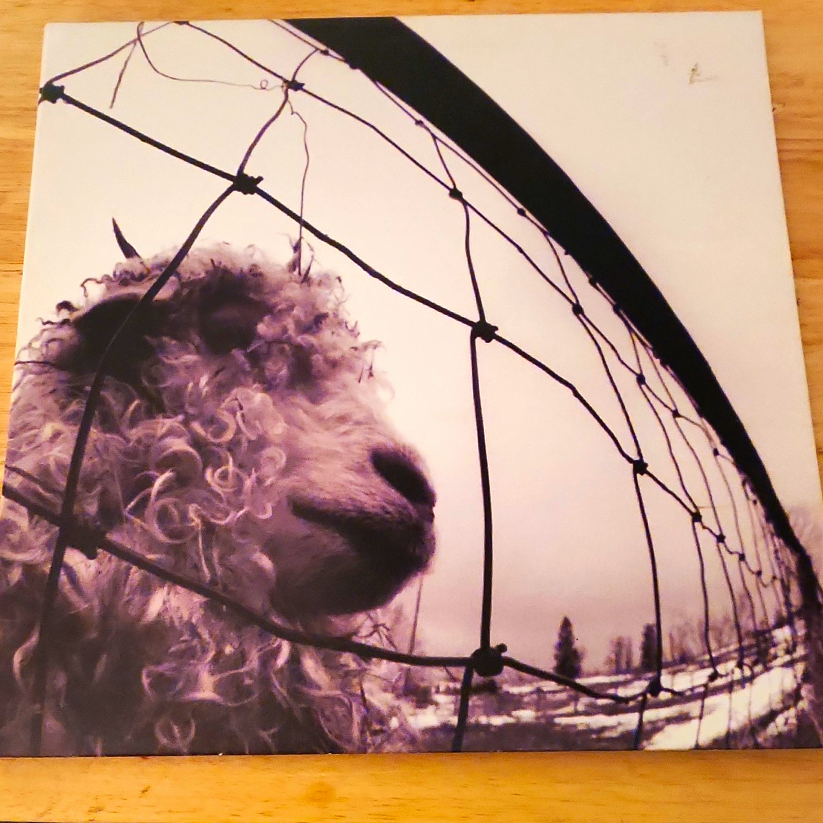 Pearl Jam Vs. Original Pressing Associated Z 53136 12\
